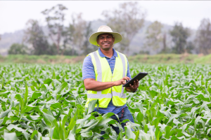 A image of a man in yellow hi-vis standing in an agricultural crop