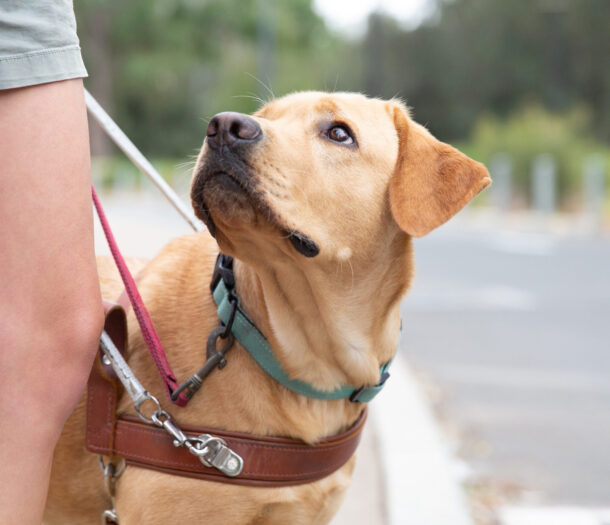 Yellow labrador guide dog in harness looking up at person whose leg is seen at the edge of the photo.