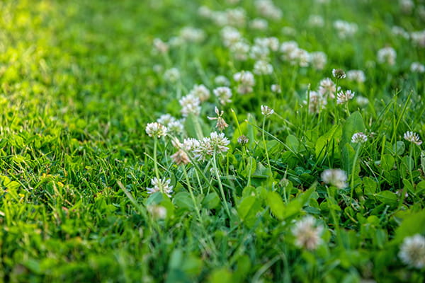 How to eliminate clover from lawns and gardens in winter 