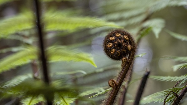 Franz Joseph, fern