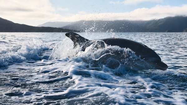 Queen Charlotte Sound, Marlborough