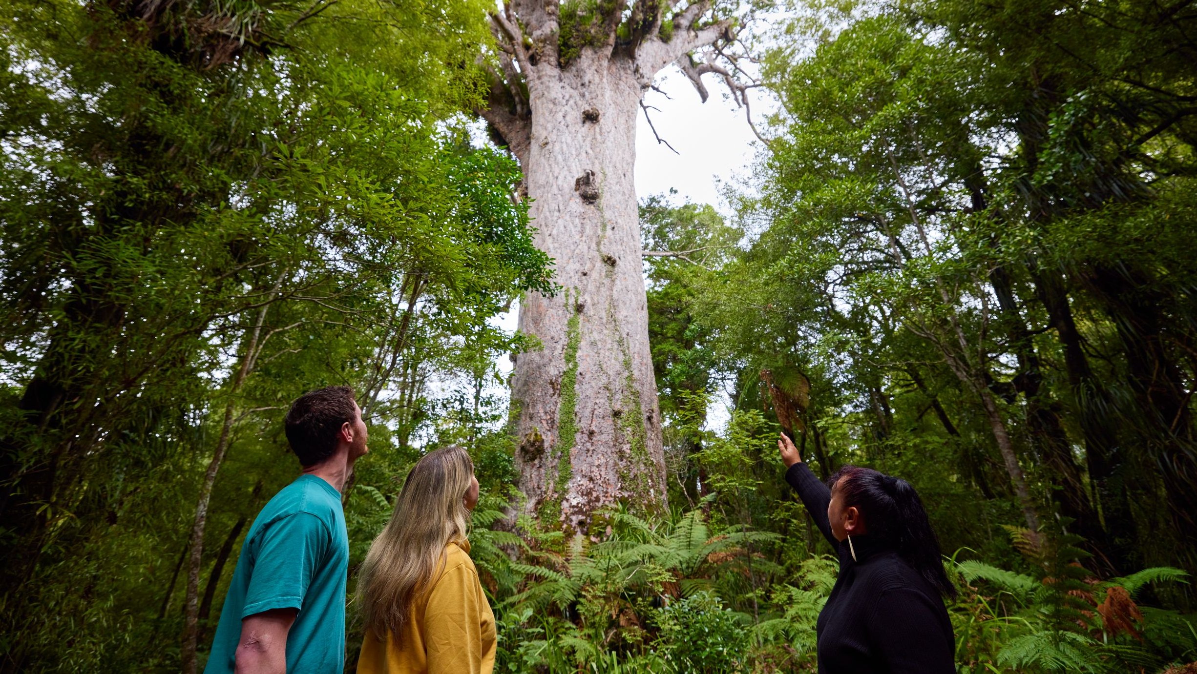 Waipoua Forest, Northland - Amber Jones