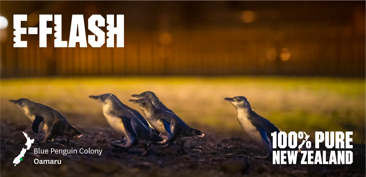 Blue Penguin Colony, Oamaru