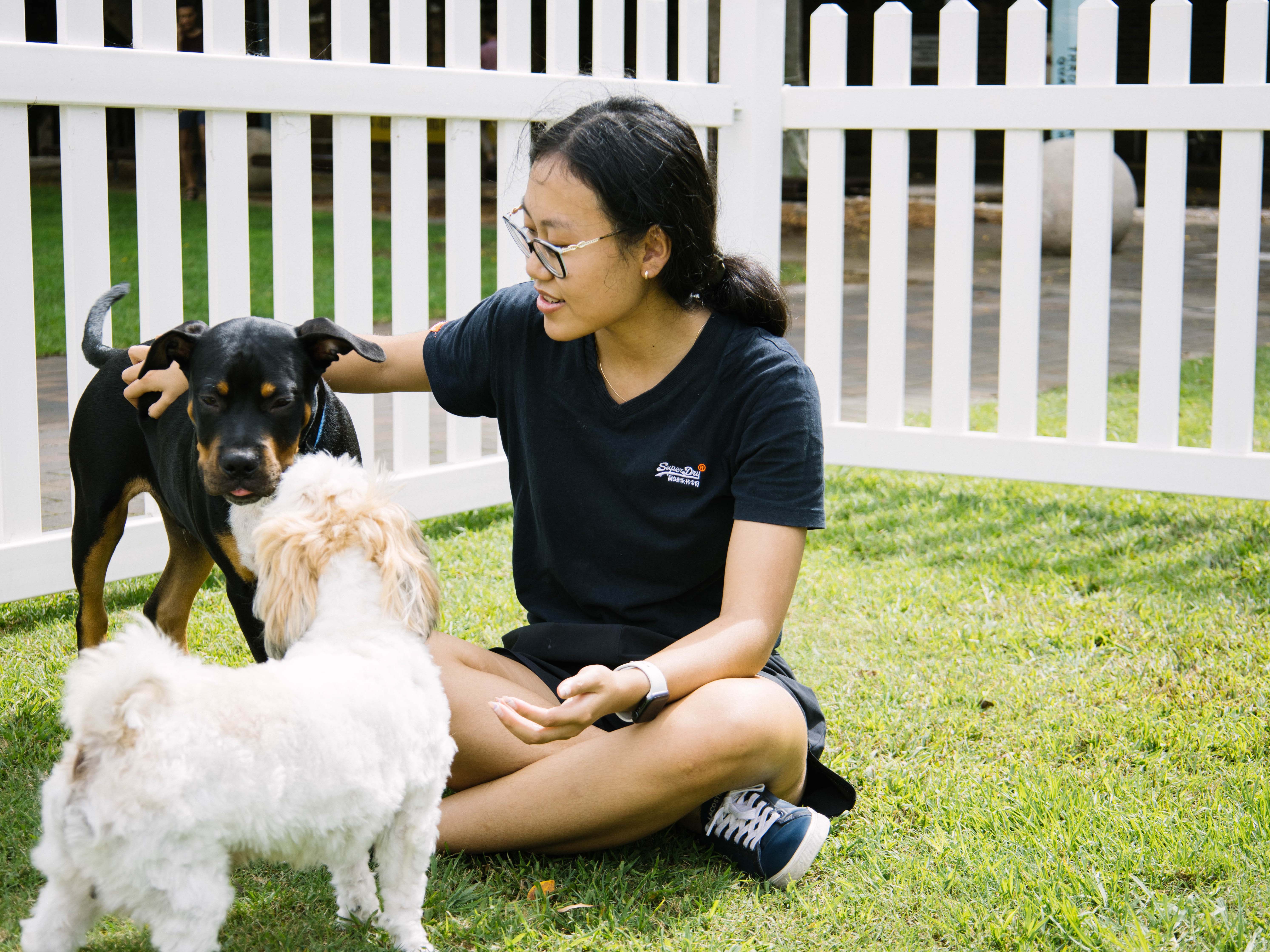 Person patting dogs